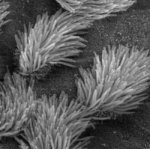 actual cilia