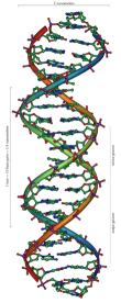 http://en.wikipedia.org/wiki/Image:DNA_Overview.png