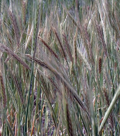 barley in Israel - Abib!